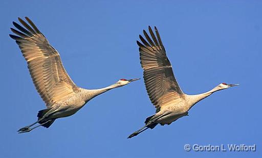 Sandhill Cranes In Flight_73150.jpg - Sandhill Cranes (Grus canadensis) photographed in the Bosque del Apache National Wildlife Refuge near San Antonio, New Mexico, USA.